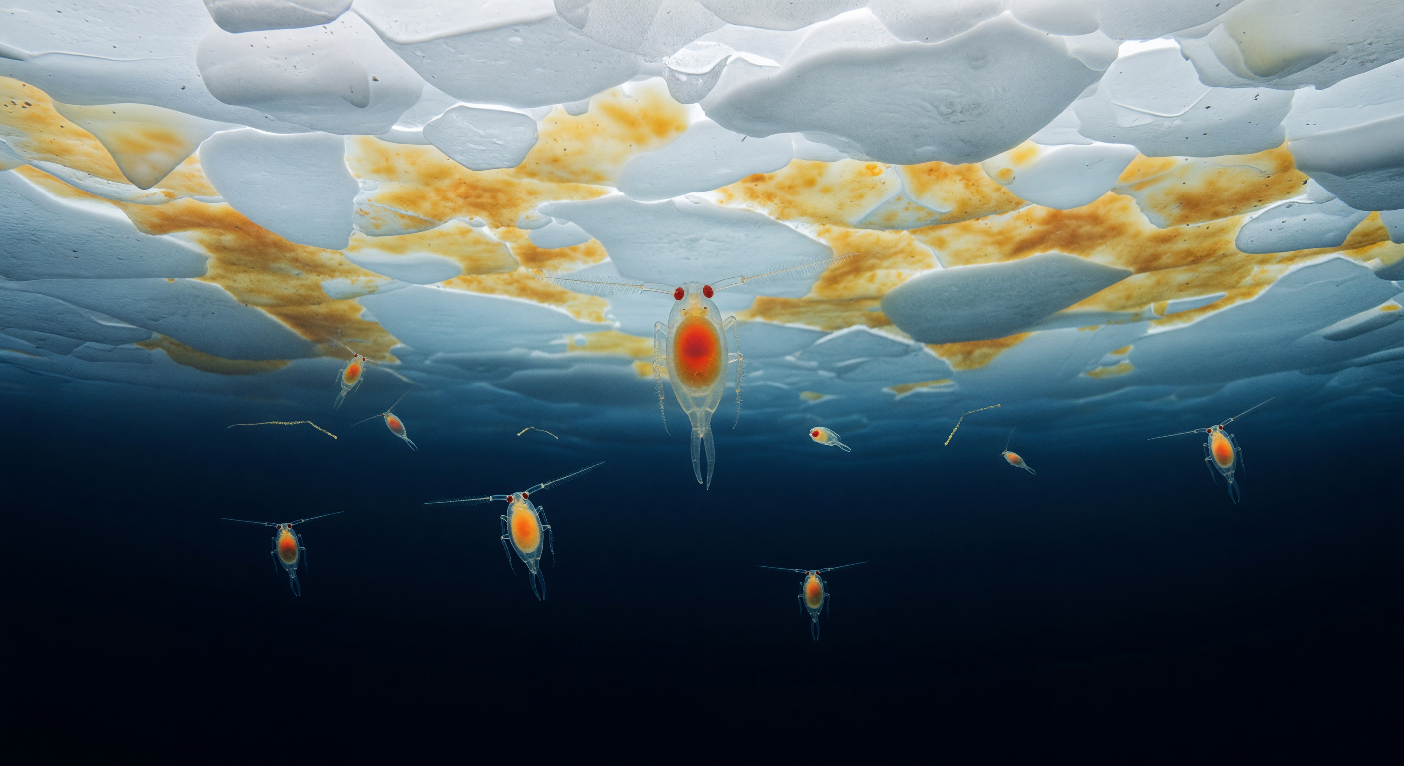 Arctic Lipid Sac Beneath Sea Ice
