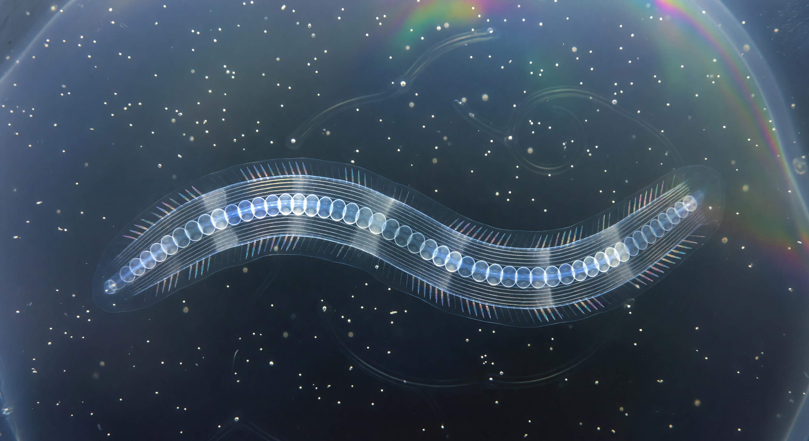 Stroboscopic Tail S-Curve