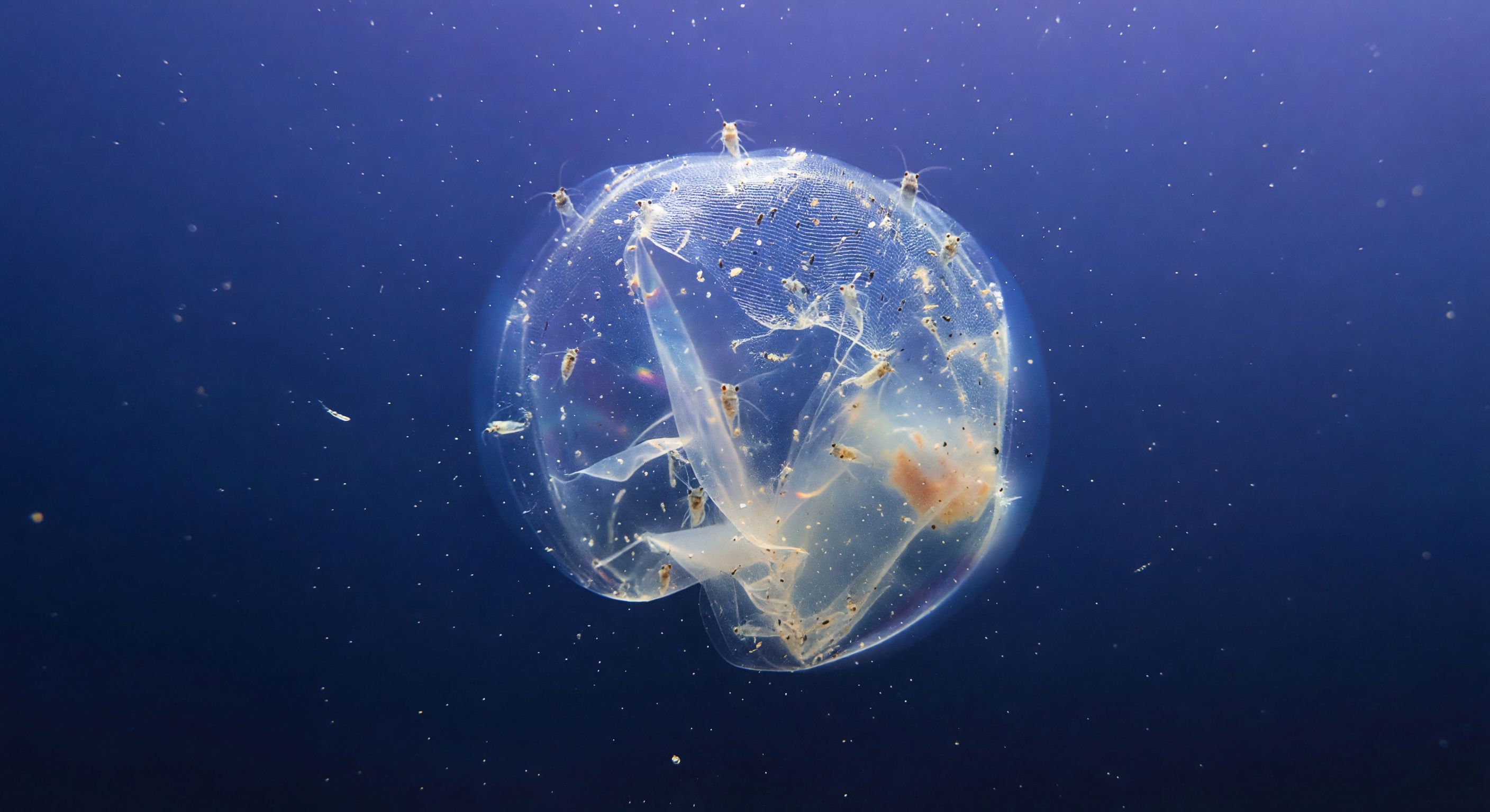 Ghost Ship House Descends