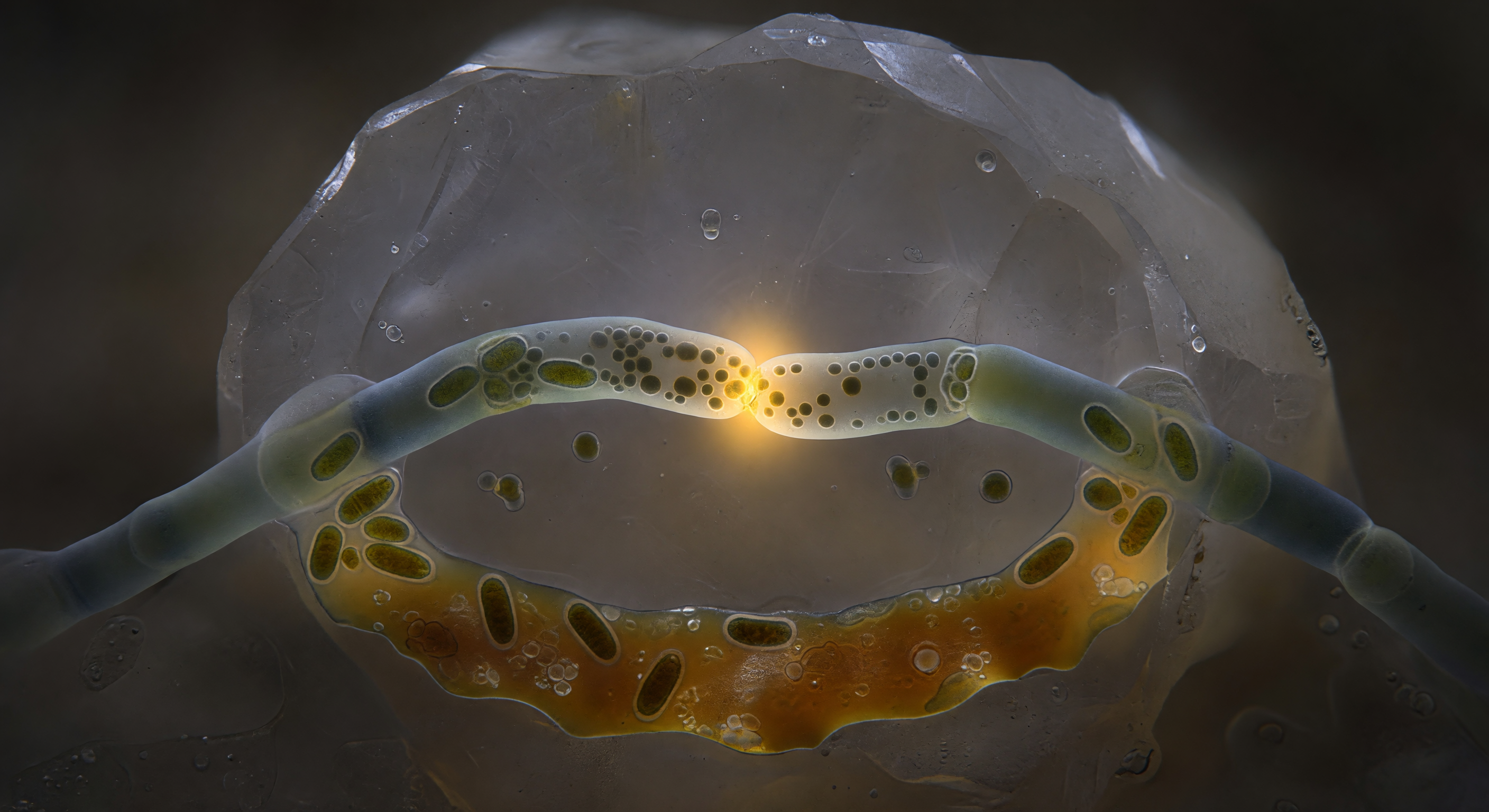 Anastomosis Fusion Point Close-Up