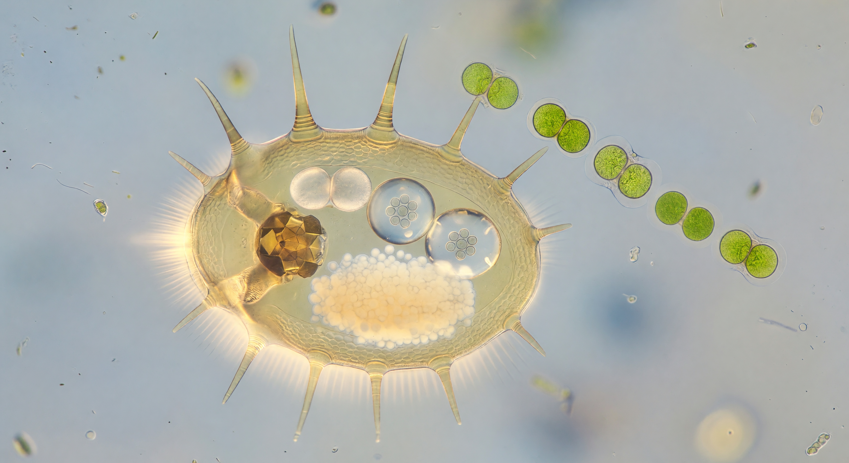 Crystal Egg Cathedral Birth