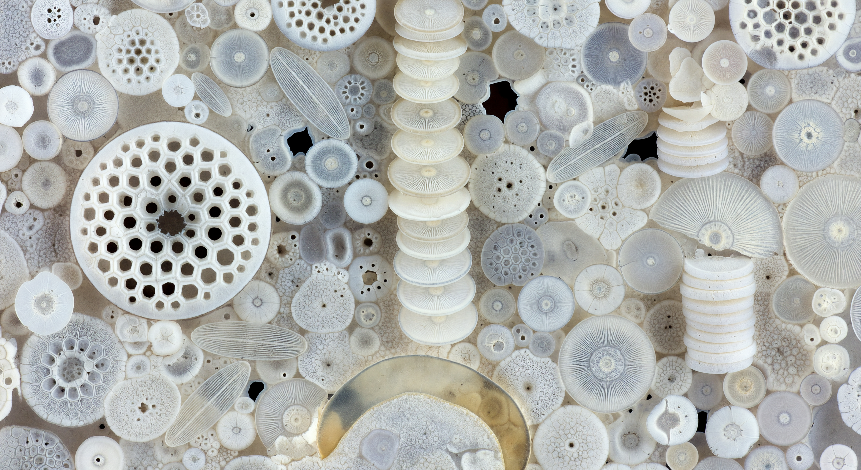 Diatomite Rock Cross-Section Deep Time