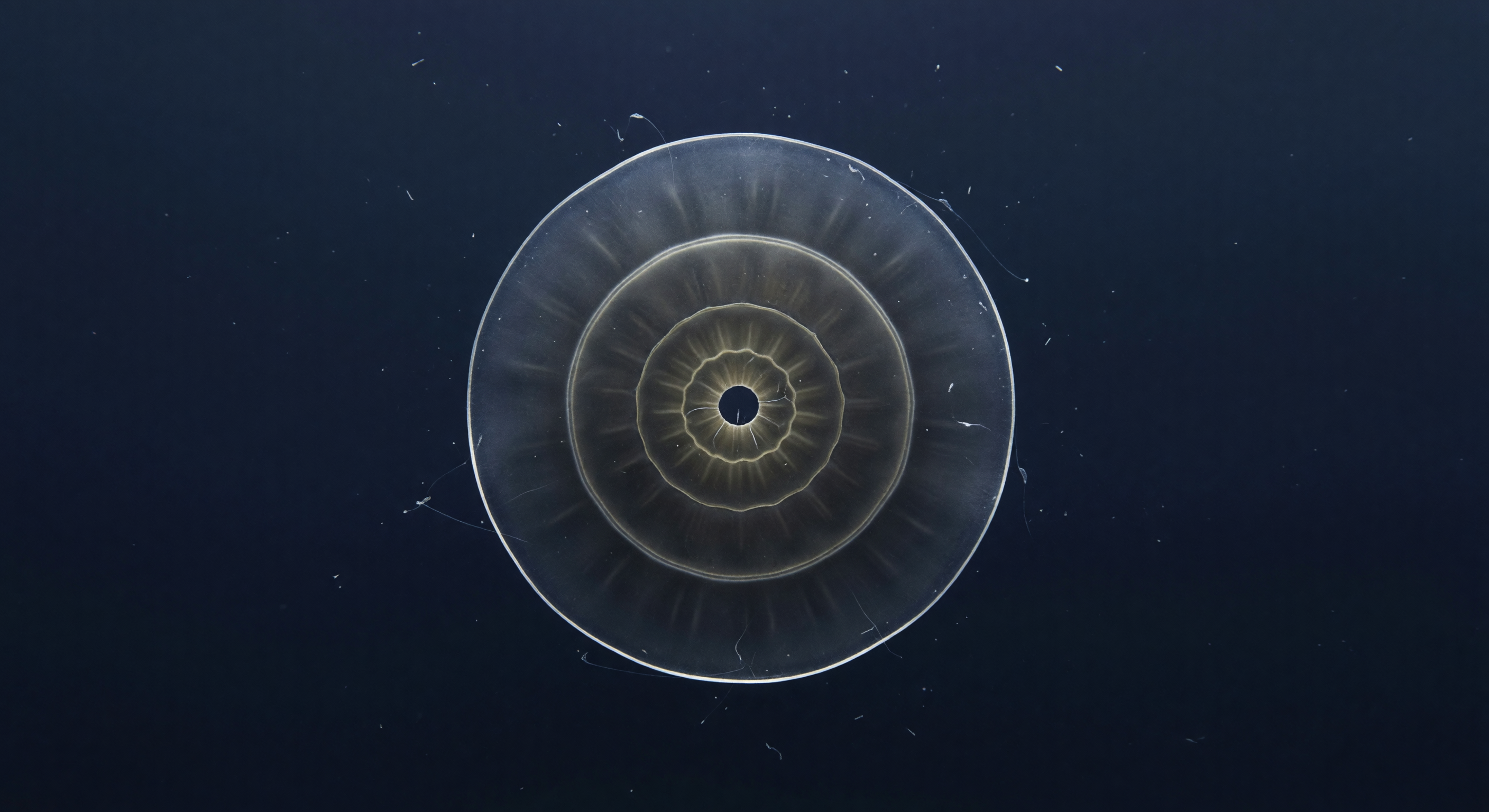 Keeled Globorotalia, Cold Thermocline