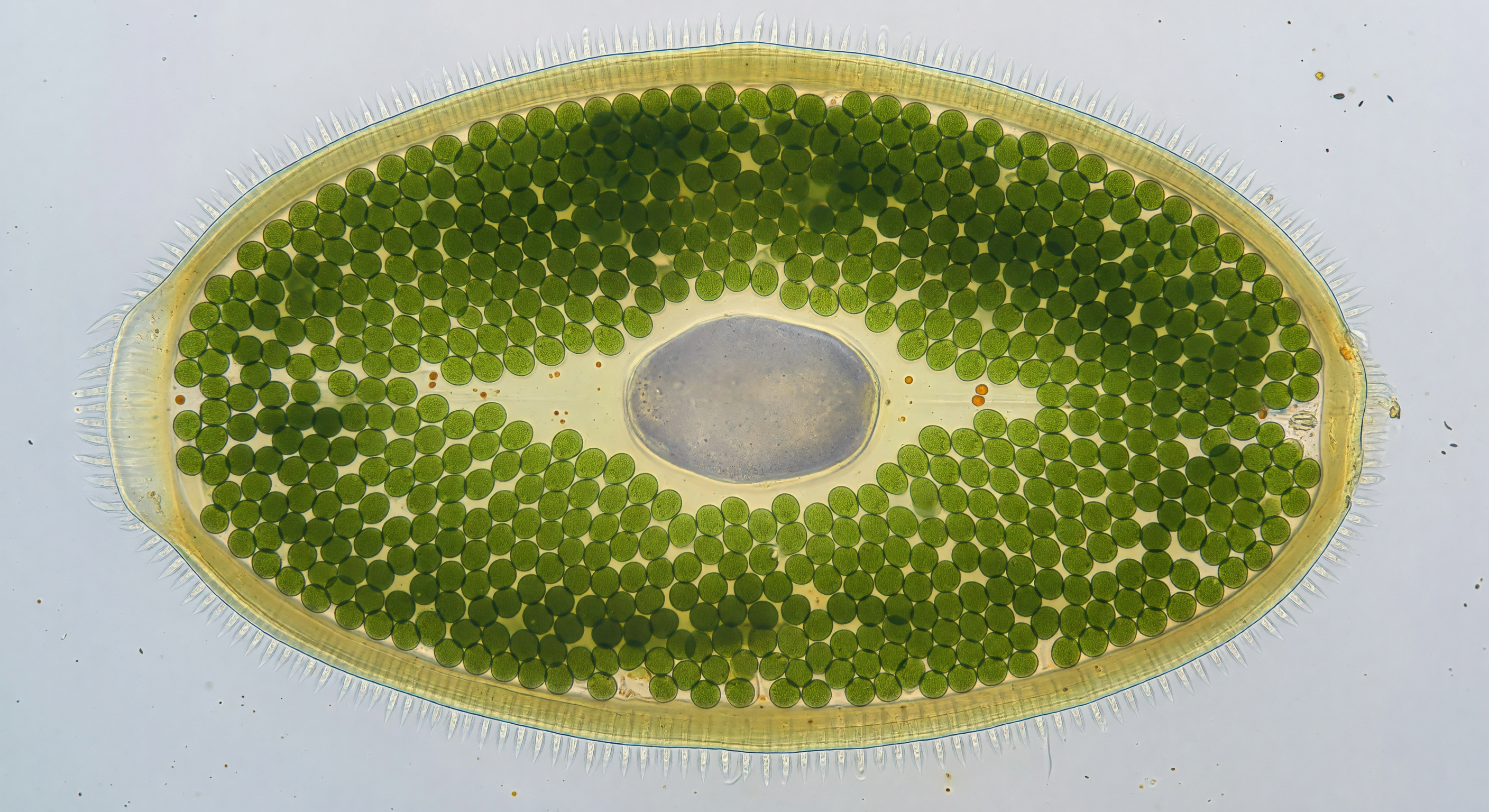 Paramecium bursaria Living Greenhouse