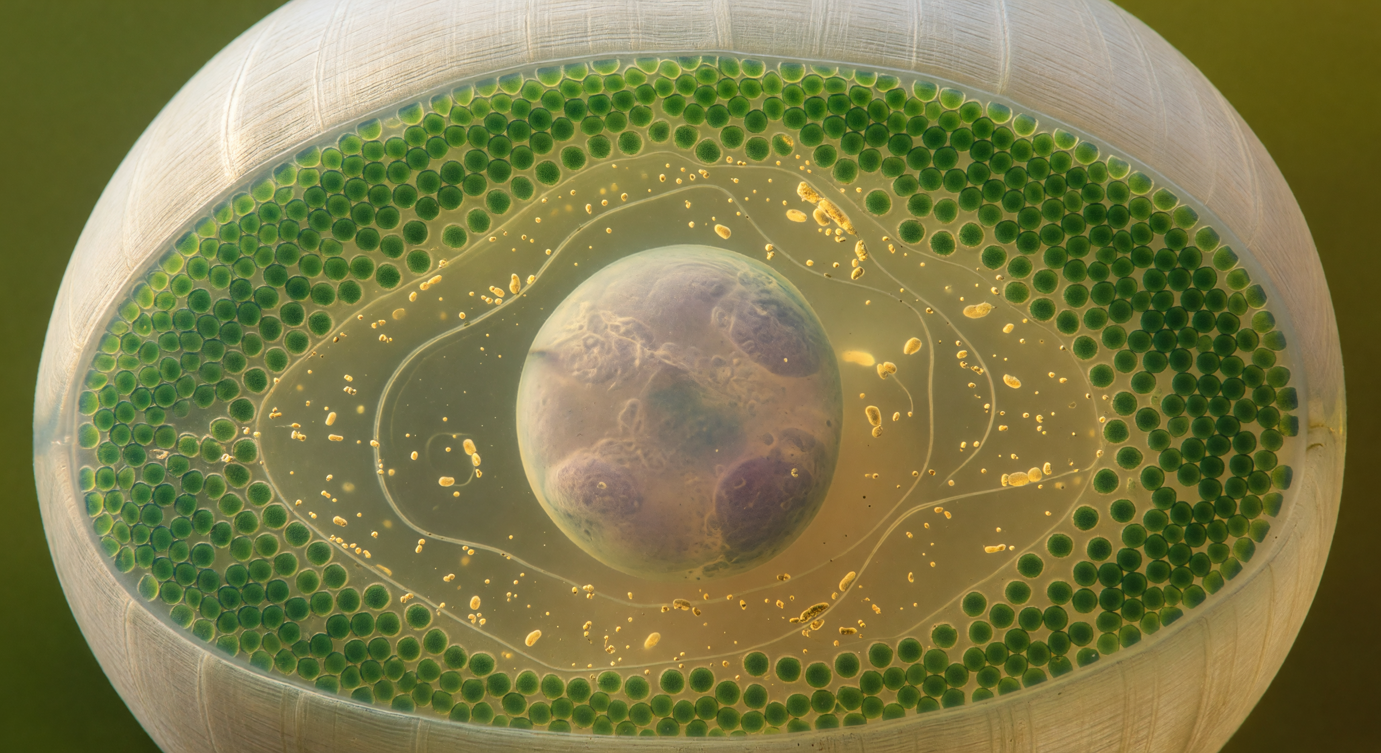 Acetabularia Single Nucleus Interior