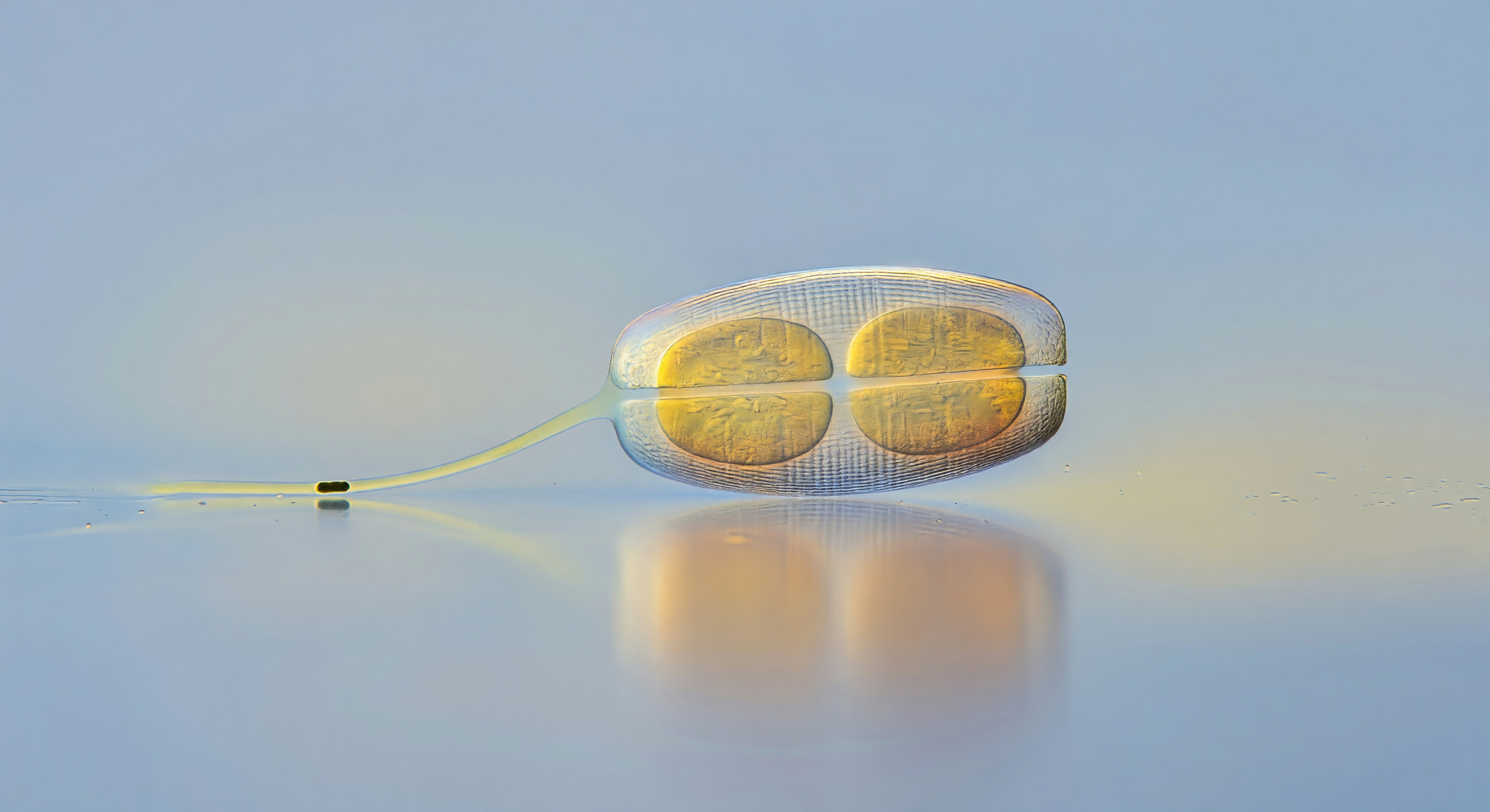珪藻ガラスを滑る