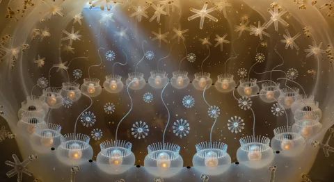 Choanoflagellés et spongiaires